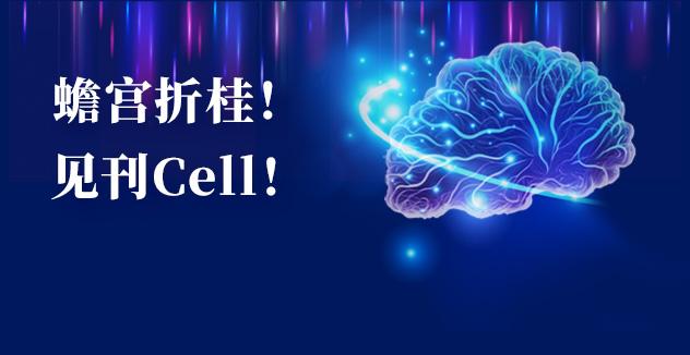 Cell项目文章 | 中国科学家解码人脑多区域时空发育奥秘！